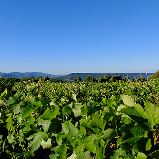 The plateau of Vinsobres