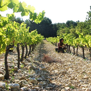 Les vins du Château MontPlaisir